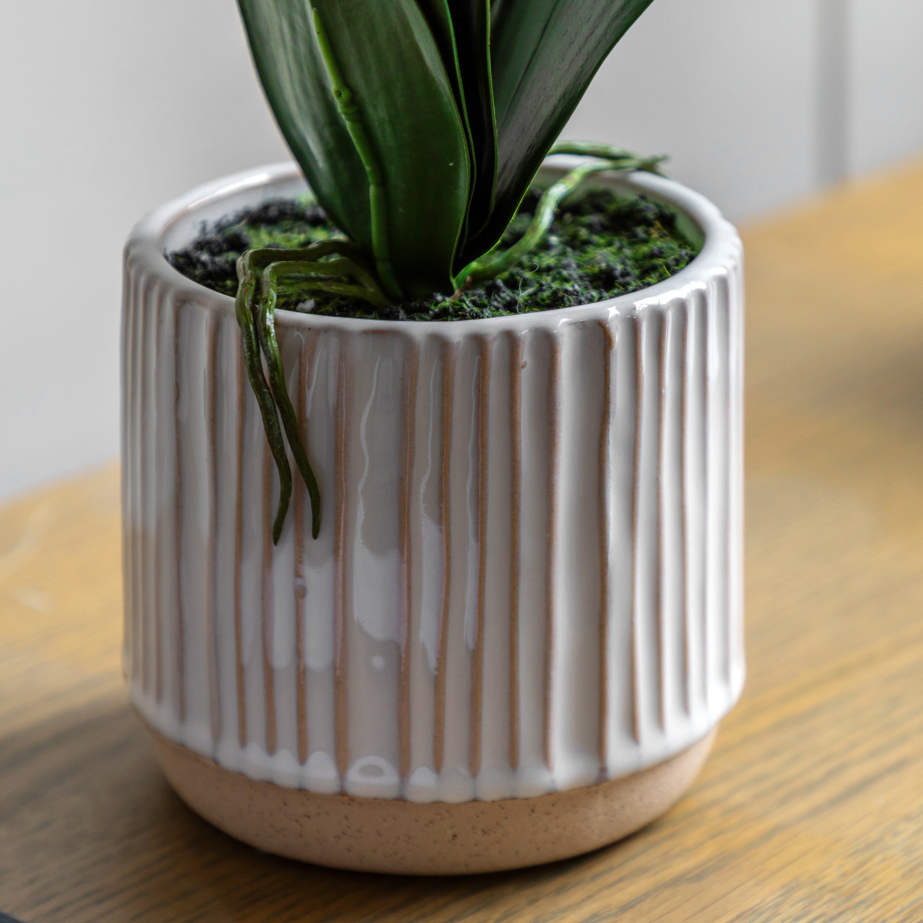 Artificial Orchid Cream in Ribbed White Ceramic Pot | Large